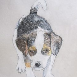 'Ziggy' by Eileen Davie
