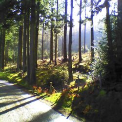 Lea Cummings in Wales – Week 3