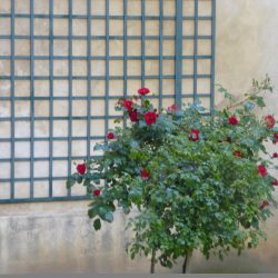Details from a day in Paris by Simon McAuley