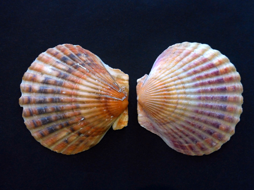 Walking Group – Week 10