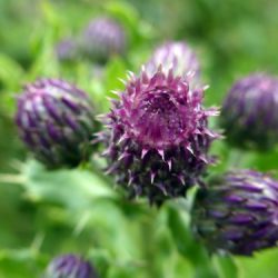 Walking Group – Week 15 Lenzie Moss