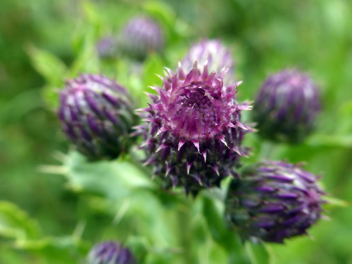 Walking Group – Week 15 Lenzie Moss