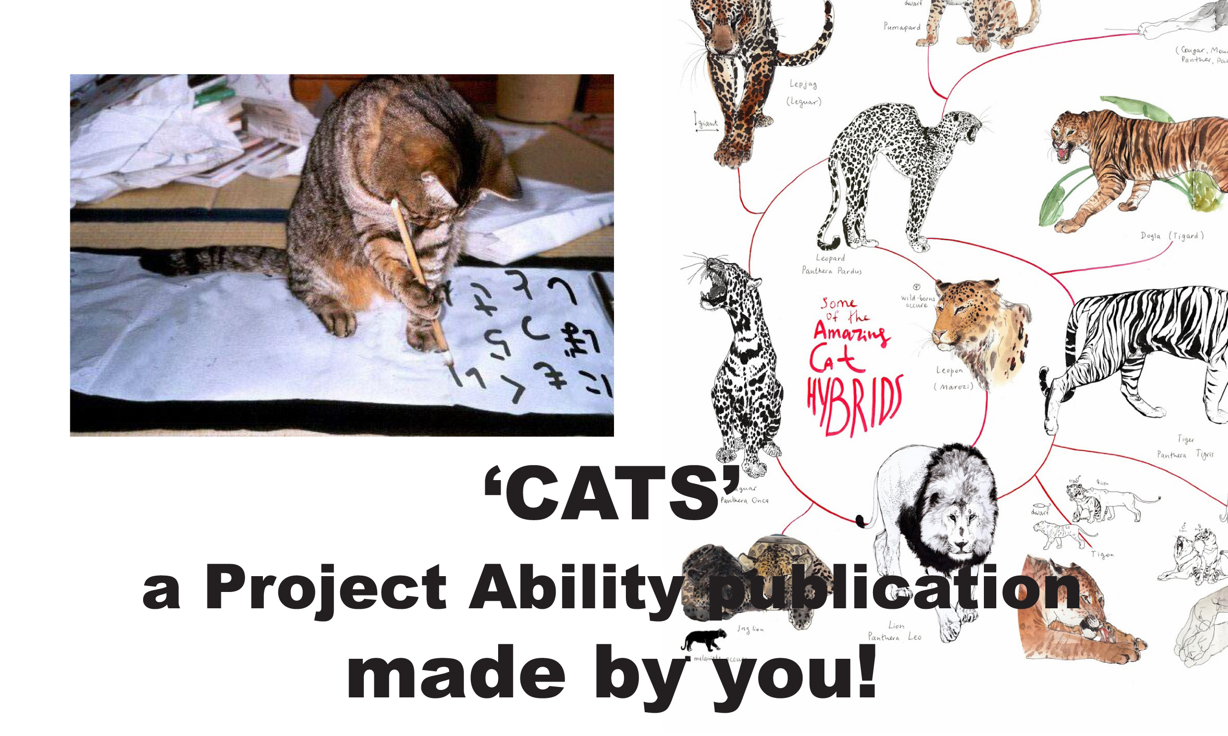 CATS – a series of workshops with Joanna Peace and Luke Shaw