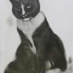 Christina Sooja Massey. 'Untitled (cat)