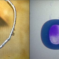 Screen Shot 8mm transfer Simon McAuley and Rainoir Clark