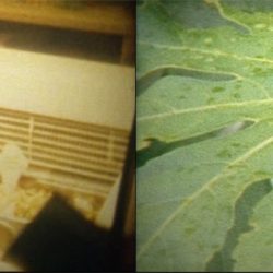 Screen Shot 8mm transfer, George Williamson, Rainoir Clark