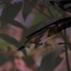 Walking Group – Week 18 Kelvingrove Art Gallery & Museum