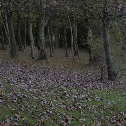 Walking Group – Week 19 - Bellahouston Park