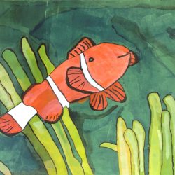Ocellaris Clown Fish