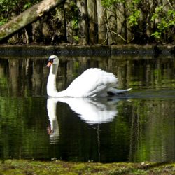Walking Group -Week 7: Alexandra Park