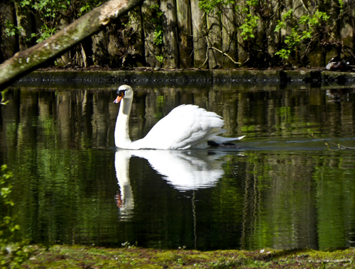 Walking Group -Week 7: Alexandra Park