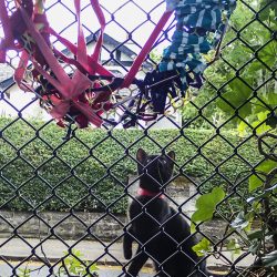 cat looking at colourful woven art on a fence