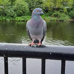 a pigeon perched on a rail
