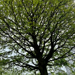 looking up at a large tree