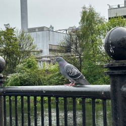 A pigeon on a railing