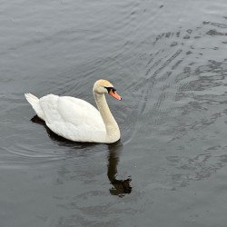 a swan in a pond