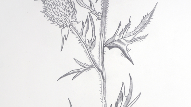 pencil drawing of a thistle with two flower heads. Shading, lines and shadow bring out the three dimensions of the image on the white paper.