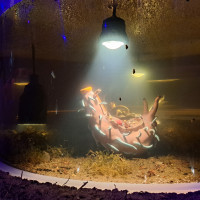 A curled, pale aquatic creature with reddish markings floats in a dim aquarium, illuminated by a spotlight amid seaweed and murky water.